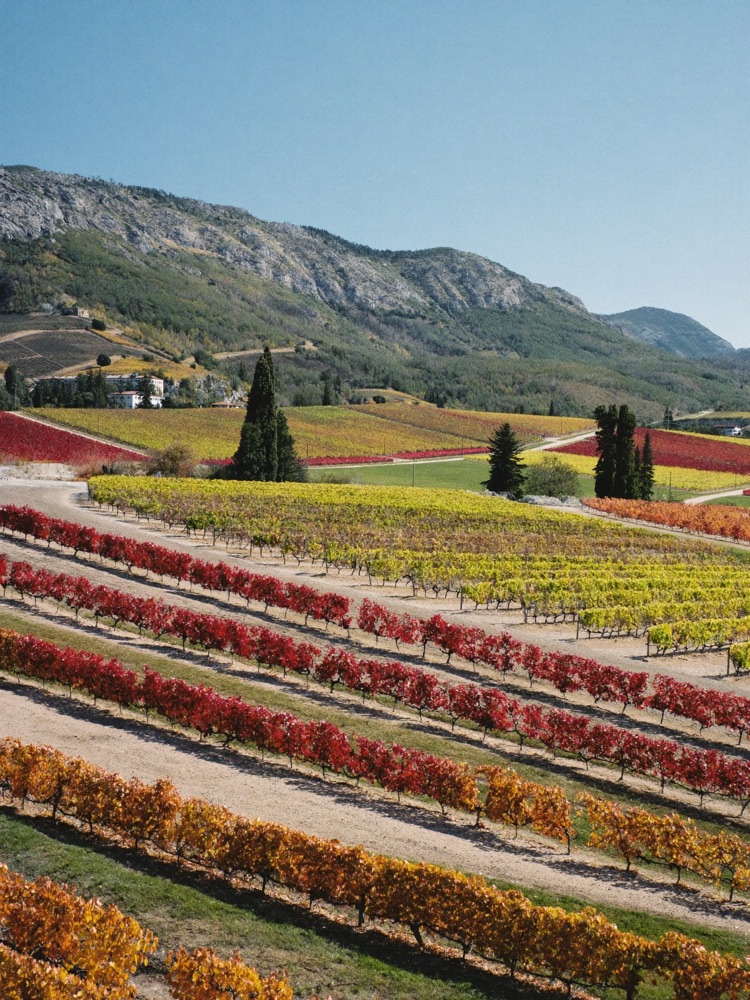 Vineyards near Haro with the Sierra de Cantabria behind, La Rioja