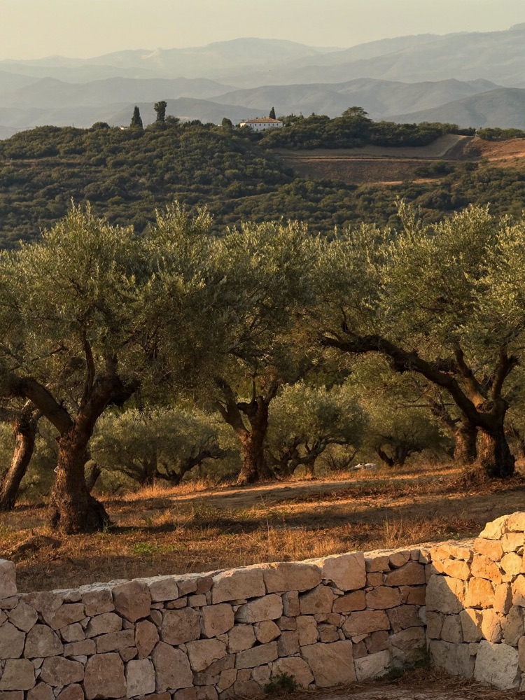 Olive groves in southern Spain at golden hour